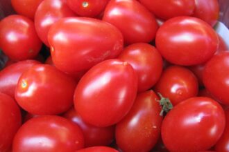 Como o tomate pode fornecer licopeno, um antioxidante que protege contra o câncer de próstata