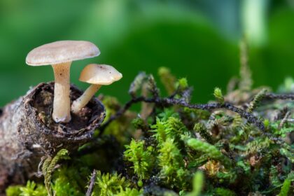 Por que os cogumelos são ricos em proteínas, vitaminas do complexo B e selênio