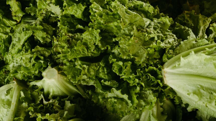 Por que os vegetais verdes são ricos em fibras, vitaminas e antioxidantes