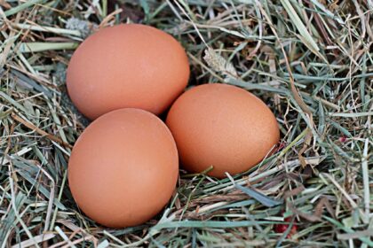 O que substitui o ovo como proteína?