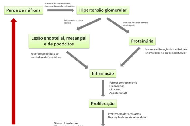 Como fazer uma dieta para tratar ou prevenir as doenças renais ou urinárias?