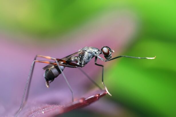 Quem está com dengue pode trabalhar