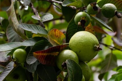 significa sonhar com frutas em abundância