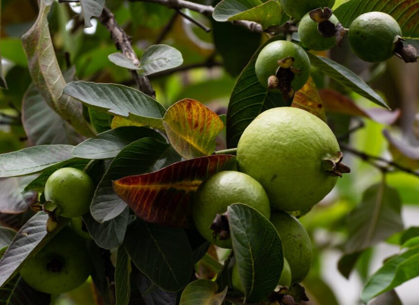 significa sonhar com frutas em abundância