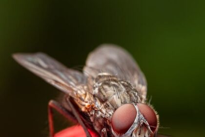 Como melhorar a memória de forma natural?